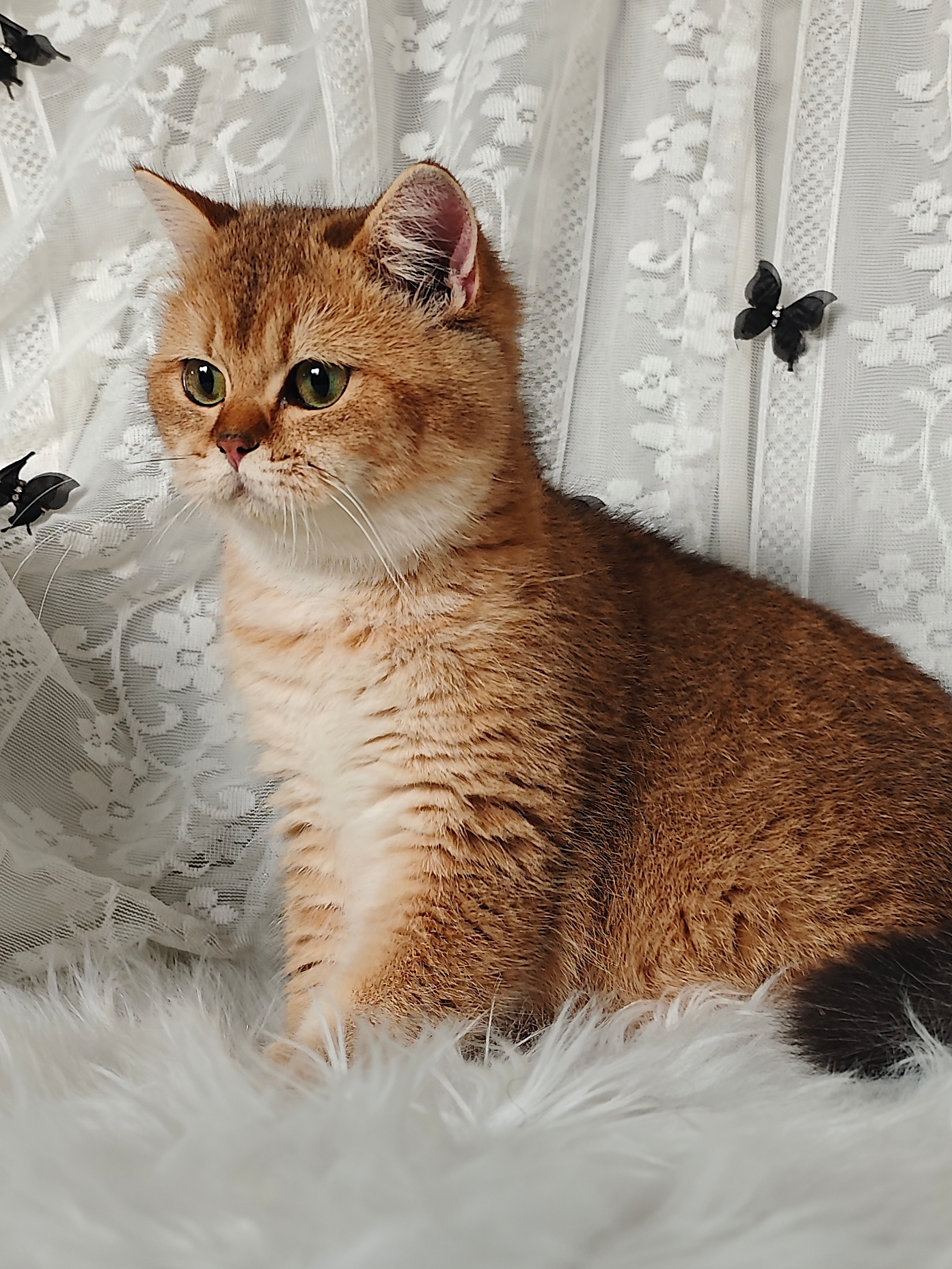 结构超好的妹妹